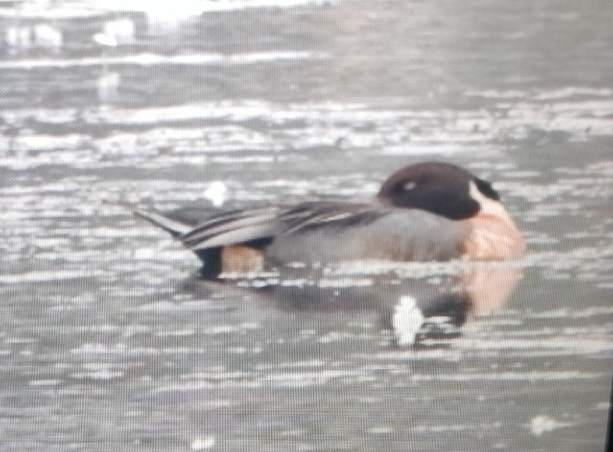 Northern Pintail - ML613207325