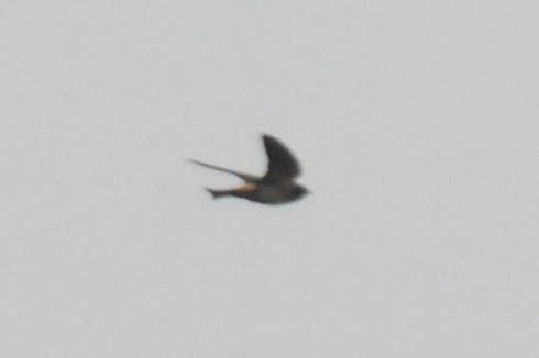 South African Swallow - ML613207331