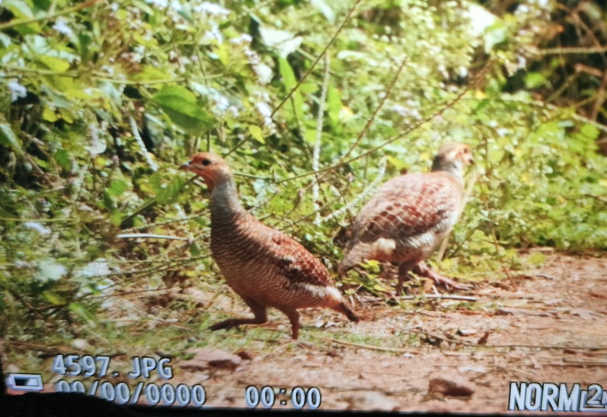 Gray Francolin - meenal alagappan