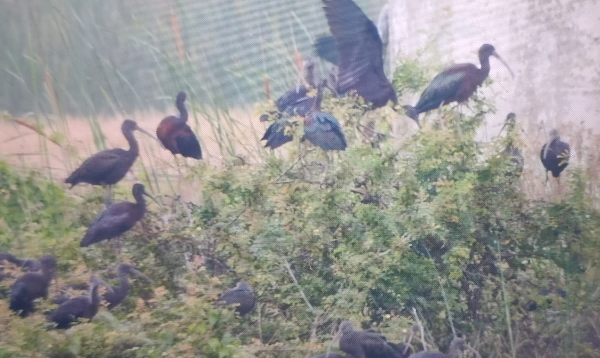 Glossy Ibis - ML613207343