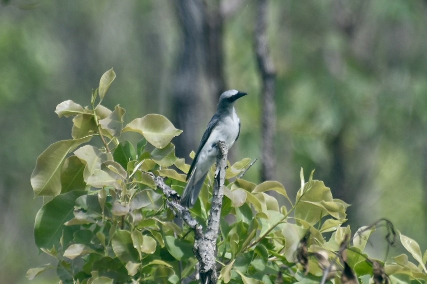 White-bellied Cuckooshrike - ML613207344