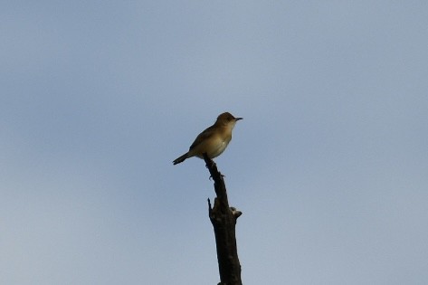 Cisticole à couronne dorée - ML613207346