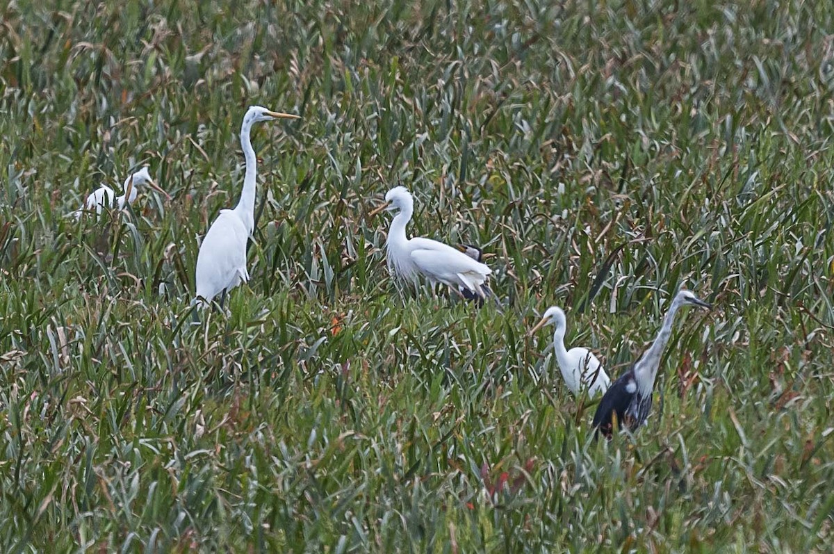 Plumed Egret - ML613207375