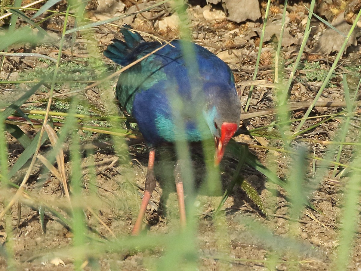 Gray-headed Swamphen - Rami Mizrachi