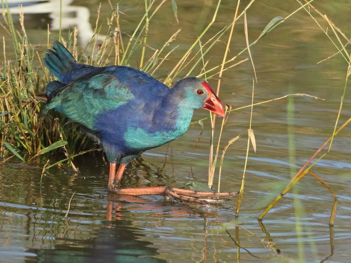 Gray-headed Swamphen - ML613207423