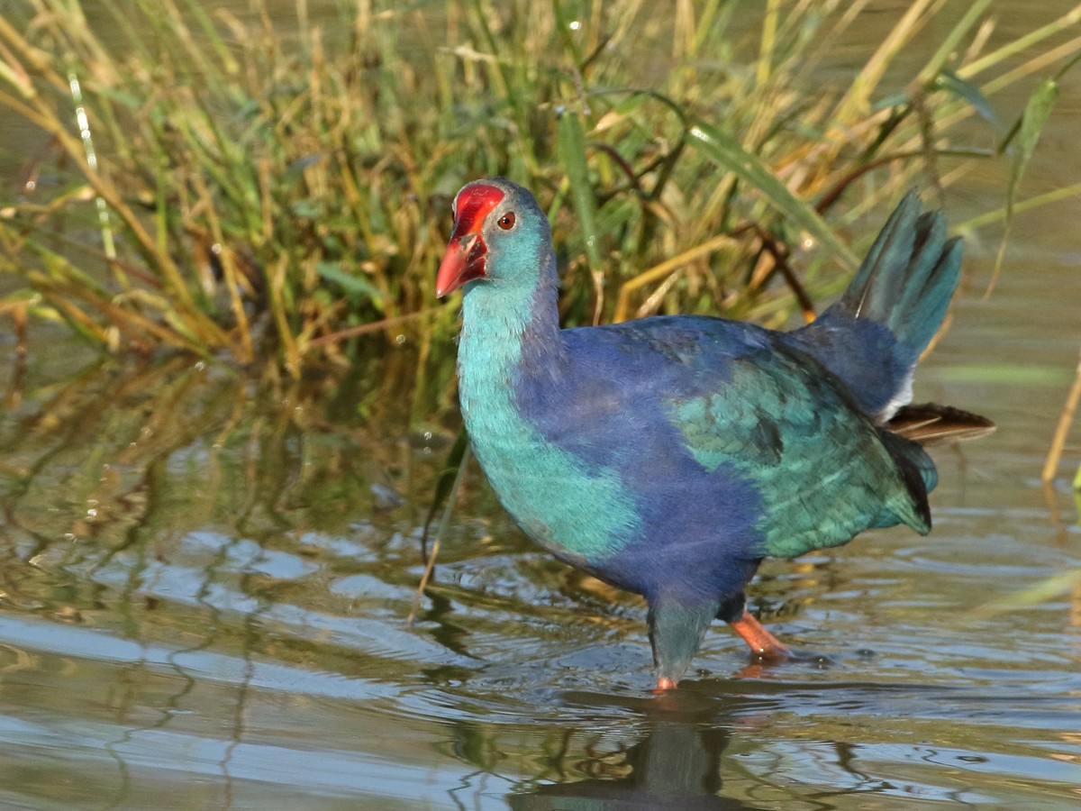 Gray-headed Swamphen - Rami Mizrachi