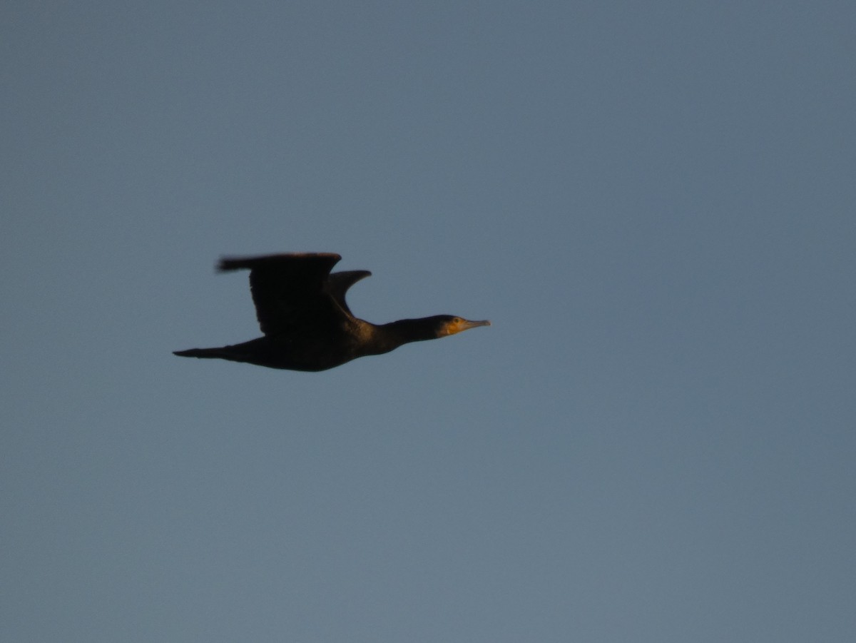 Great Cormorant - ML613207493