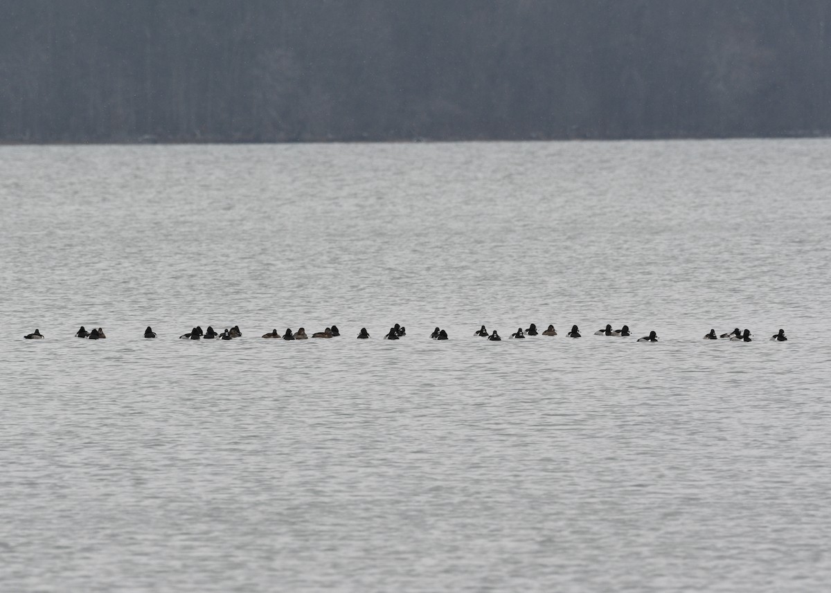 Ring-necked Duck - ML613207500