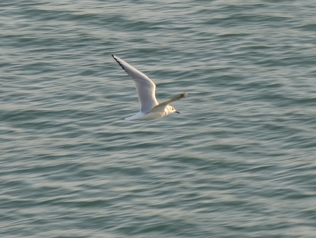 Black-headed Gull - ML613207503