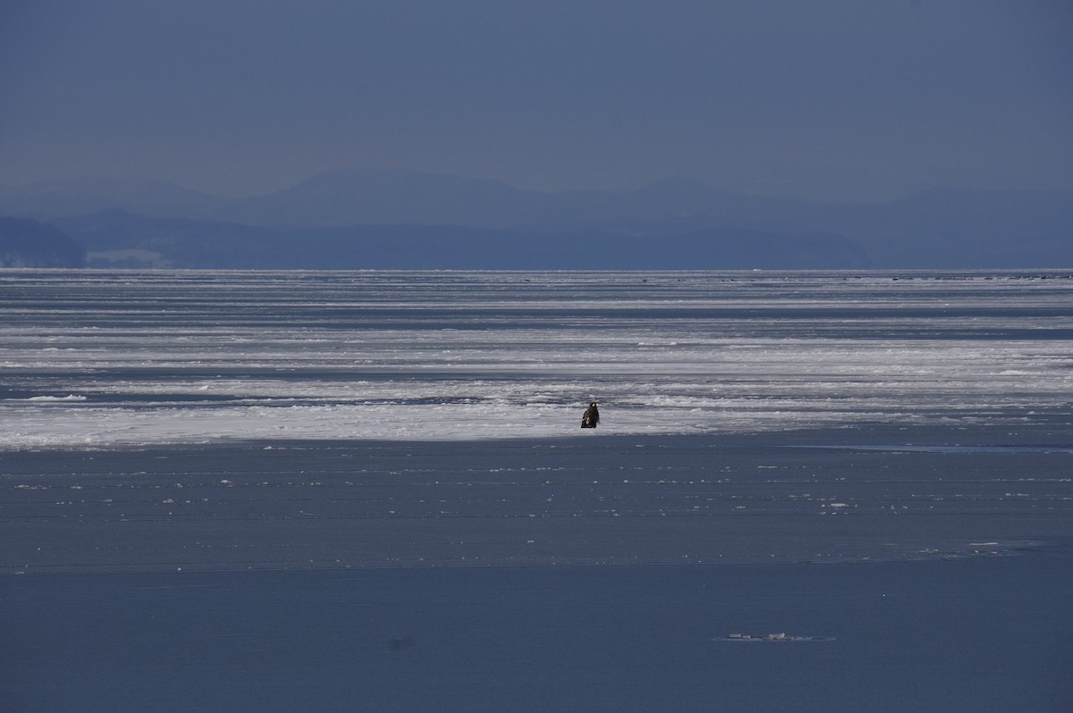Steller's Sea-Eagle - ML613207531