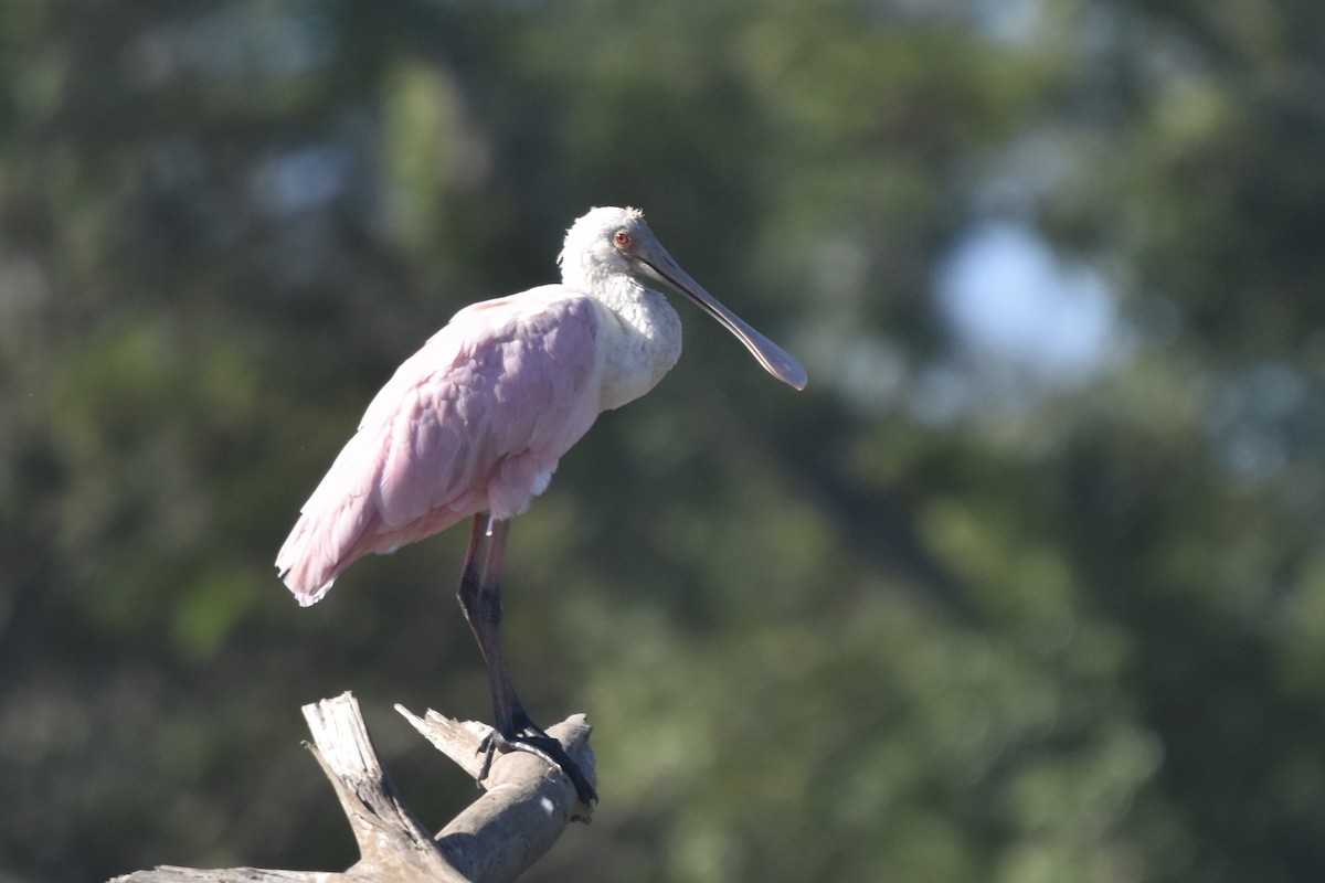 Roseate Spoonbill - ML613207564