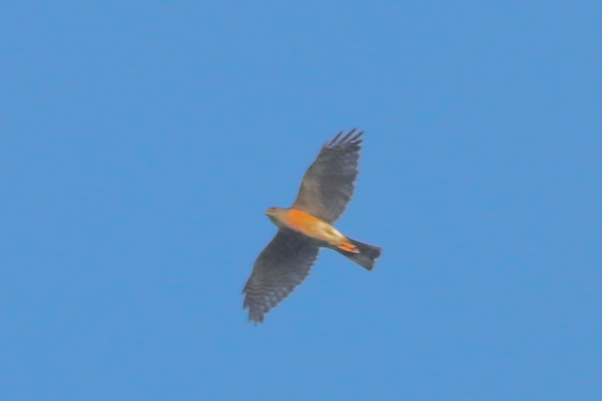 Japanese Sparrowhawk - Vsevolod Rudyi