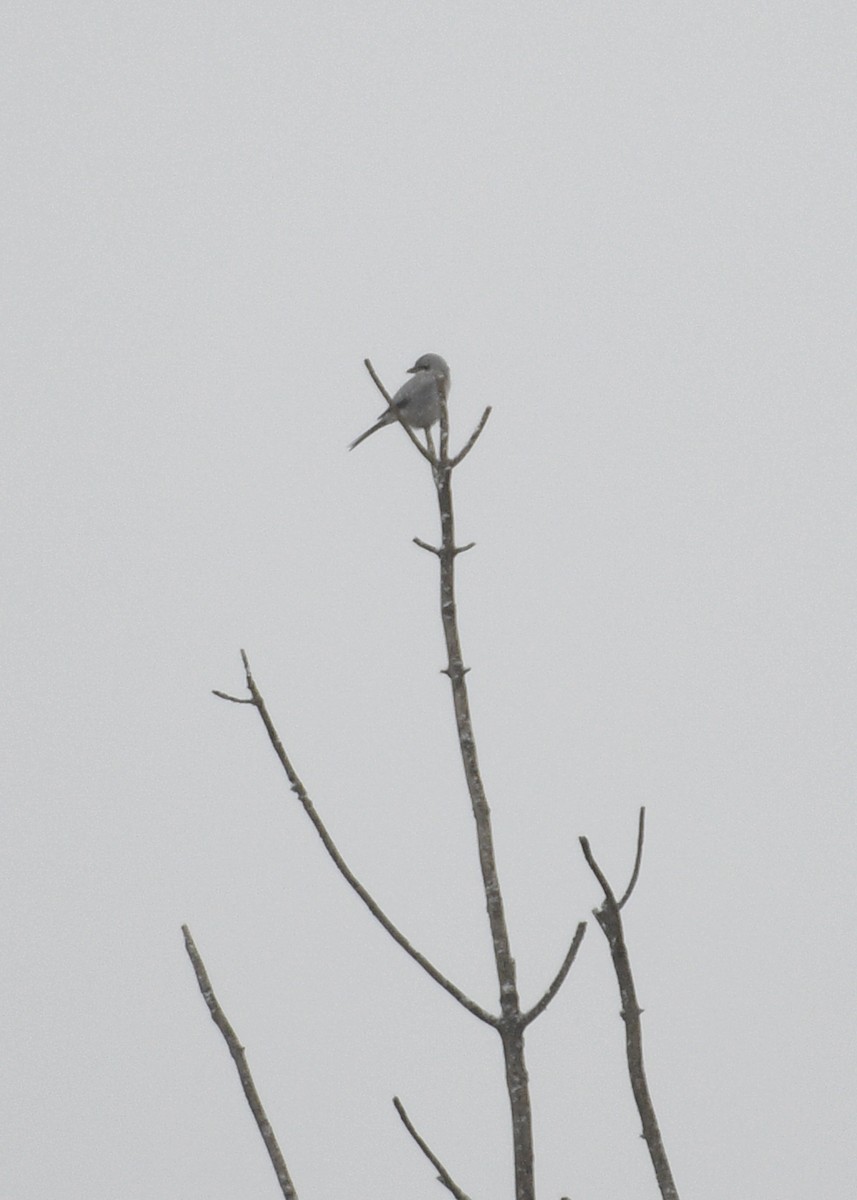 Northern Shrike - ML613207600