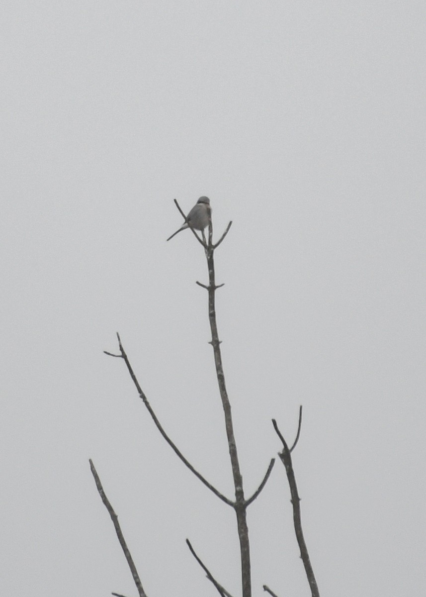 Northern Shrike - ML613207601