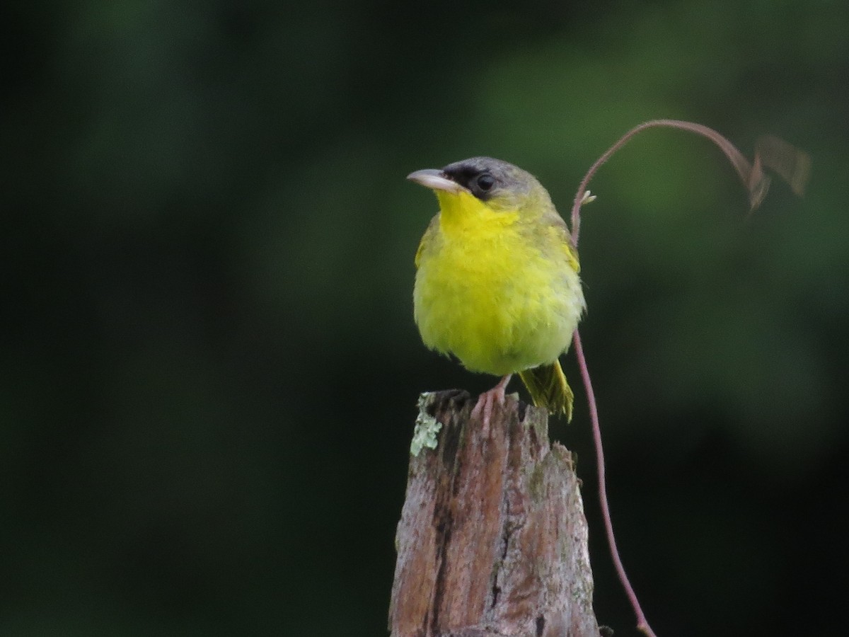 Gray-crowned Yellowthroat - ML61320761