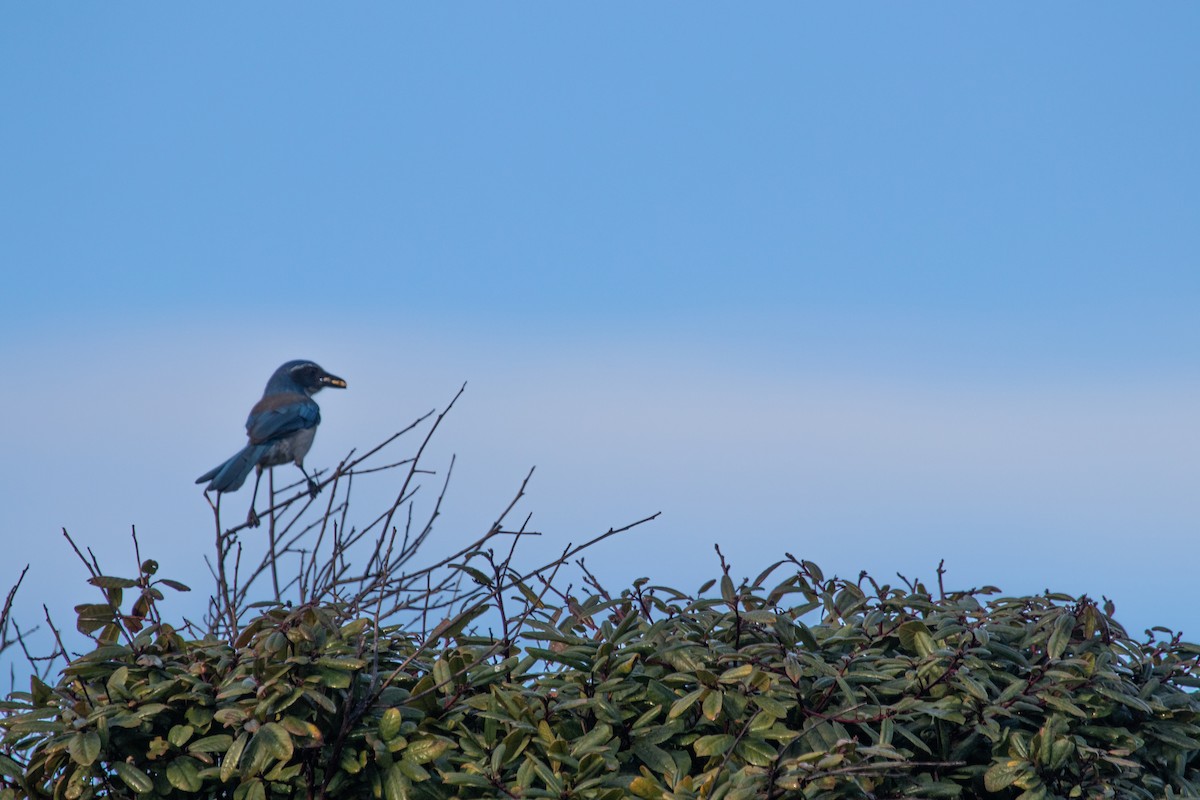 California Scrub-Jay - ML613207651