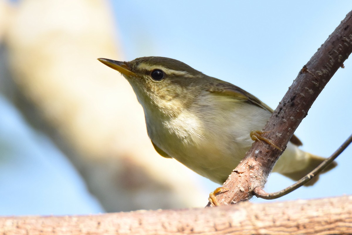 Arctic/Kamchatka Leaf Warbler - ML613207671