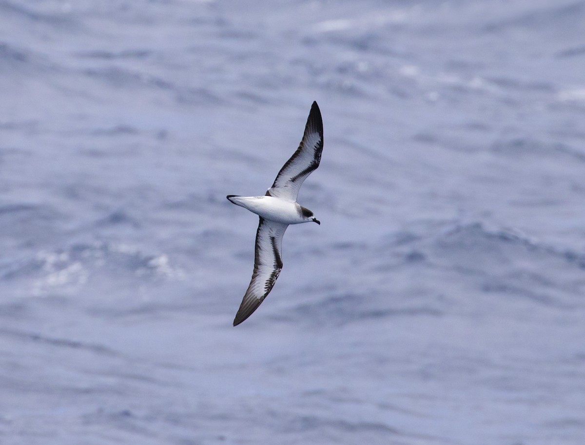 Petrel de Barau - ML613207682