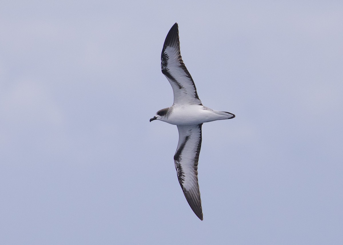 Barau's Petrel - ML613207683