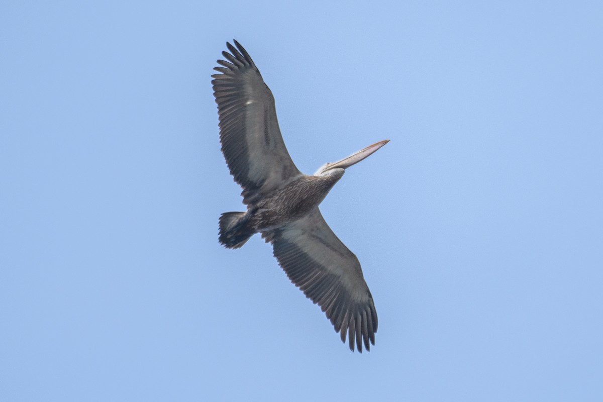 Spot-billed Pelican - ML613207718