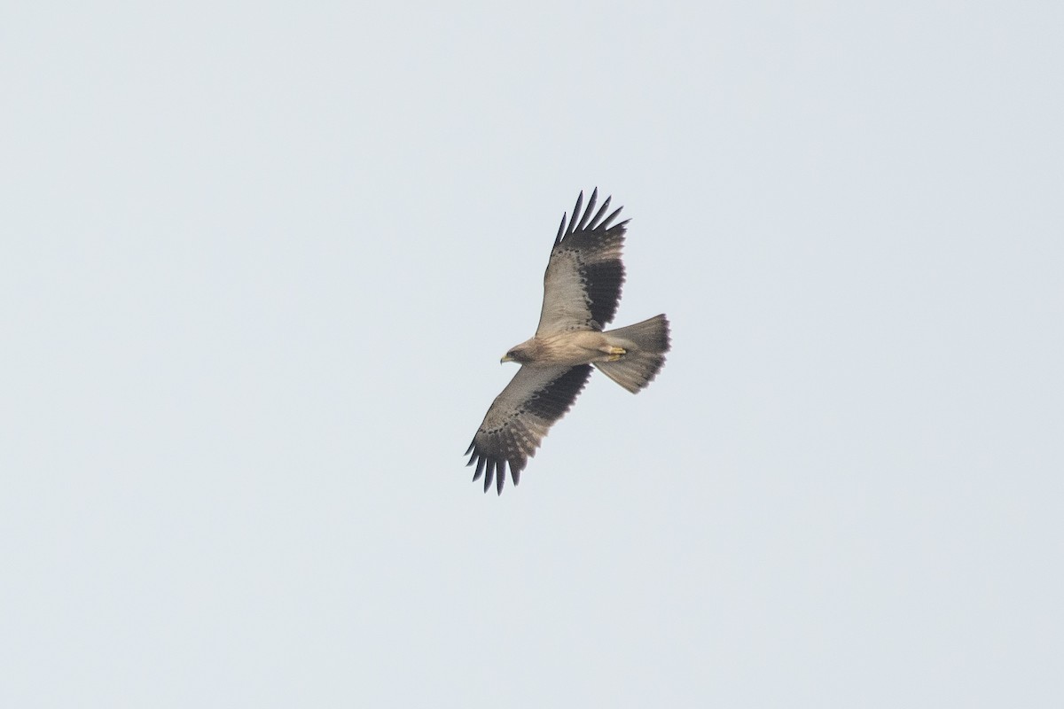 Booted Eagle - ML613207721