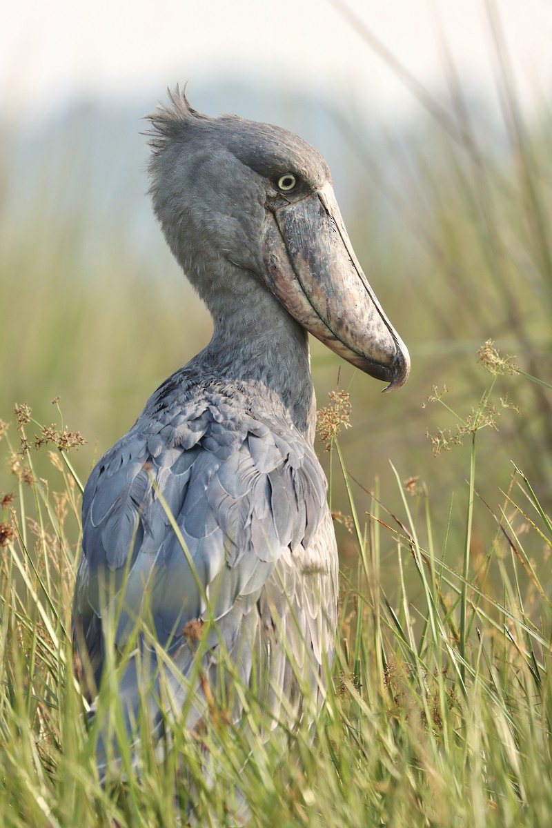 Shoebill - ML613207739