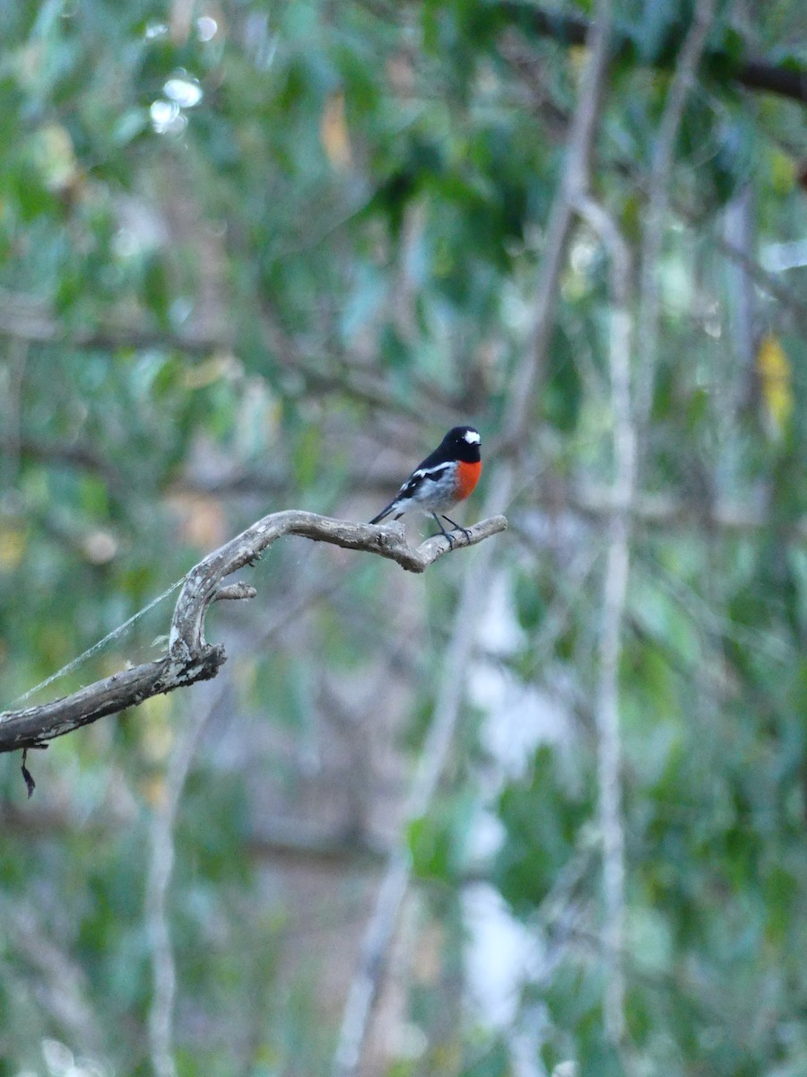 Scarlet Robin - ML613207742