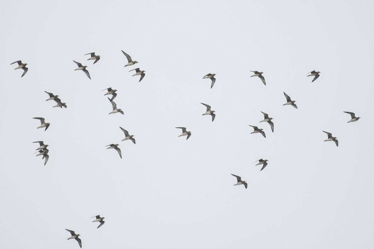 Pacific Golden-Plover - H Nambiar