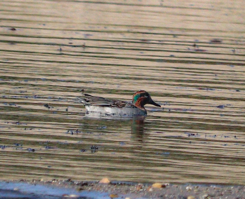 Green-winged Teal - ML613207808