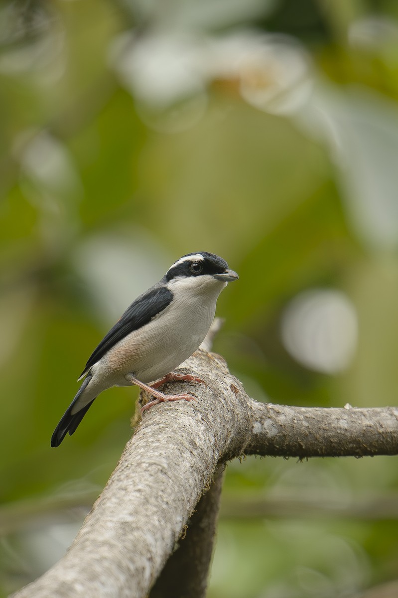 Black-headed Shrike-Babbler - ML613207818