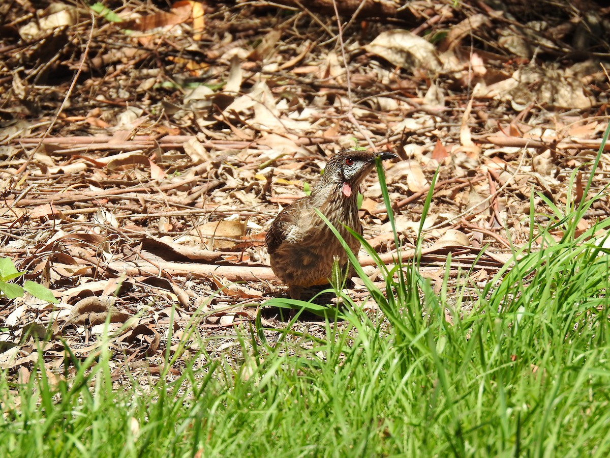 Red Wattlebird - ML613207866