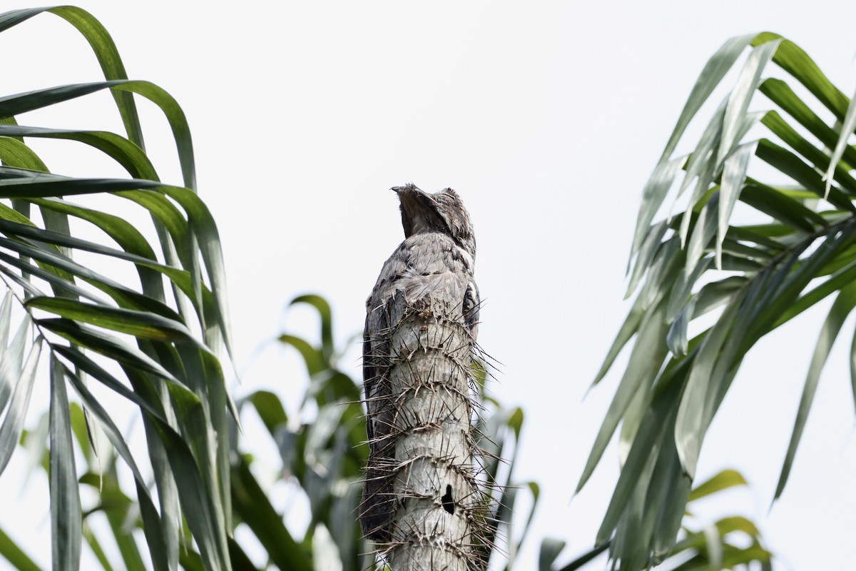 Common Potoo - ML613207899