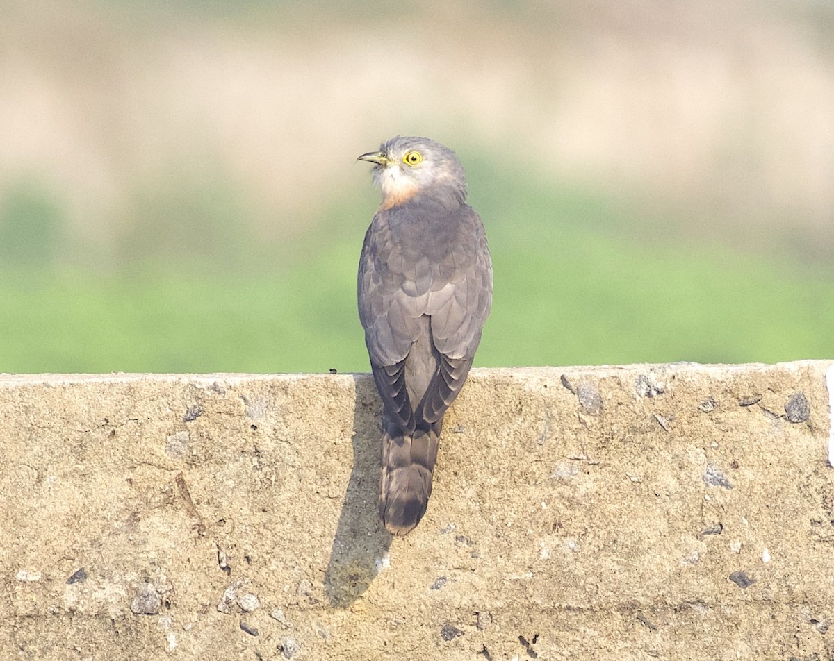 Common Hawk-Cuckoo - ML613207905