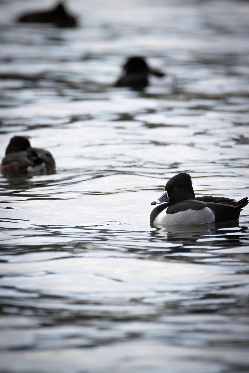Ring-necked Duck - ML613207915