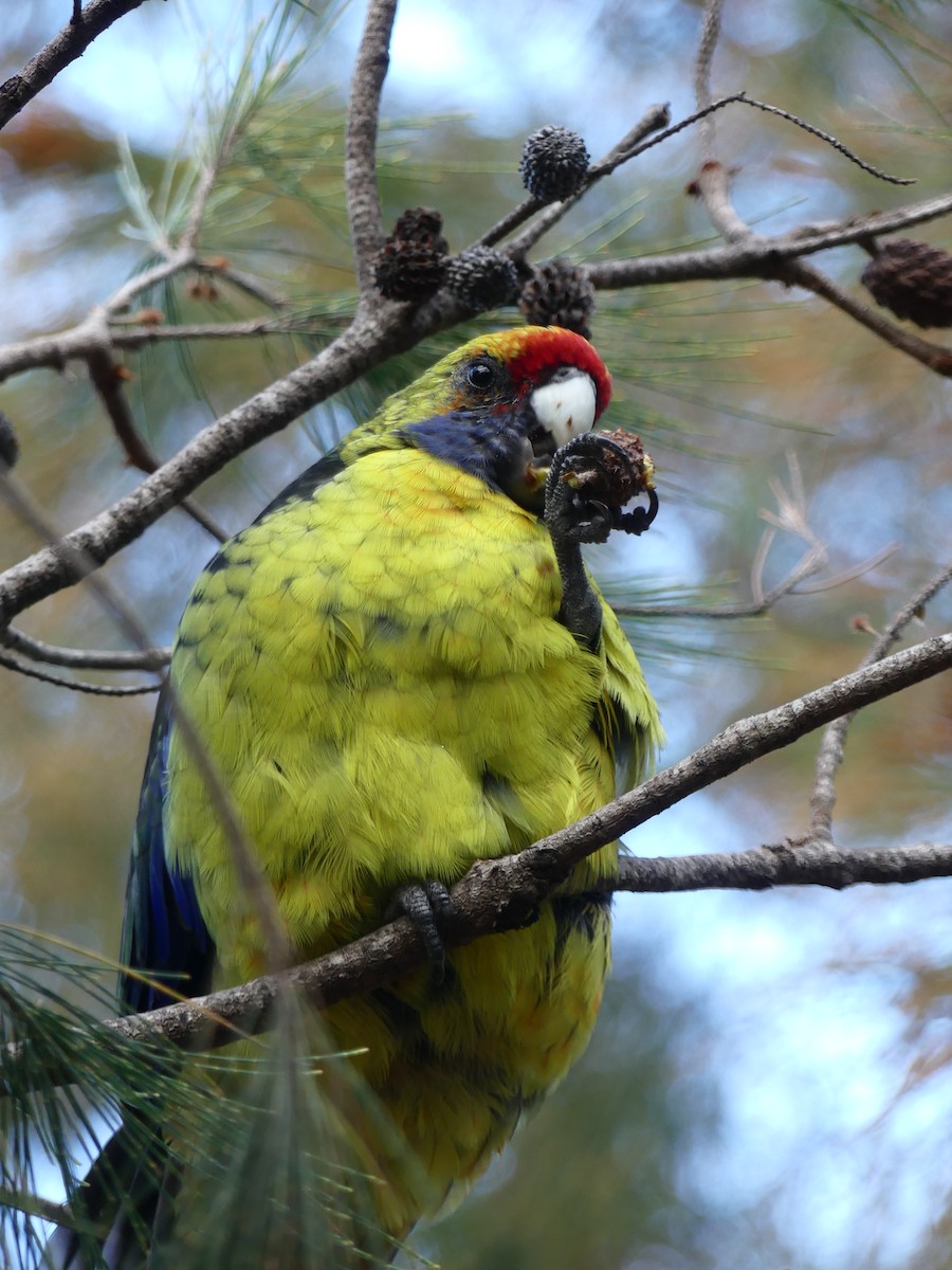 アカビタイキクサインコ - ML613207990