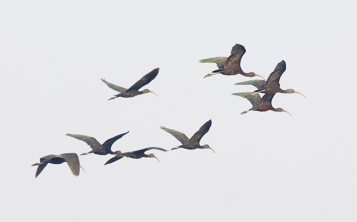 Glossy Ibis - ML613207995