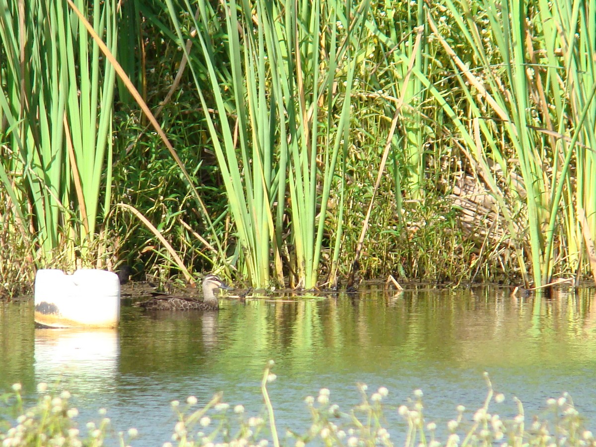 Pacific Black Duck - ML613208003