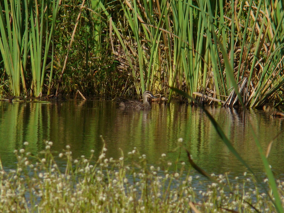 Pacific Black Duck - Anonymous