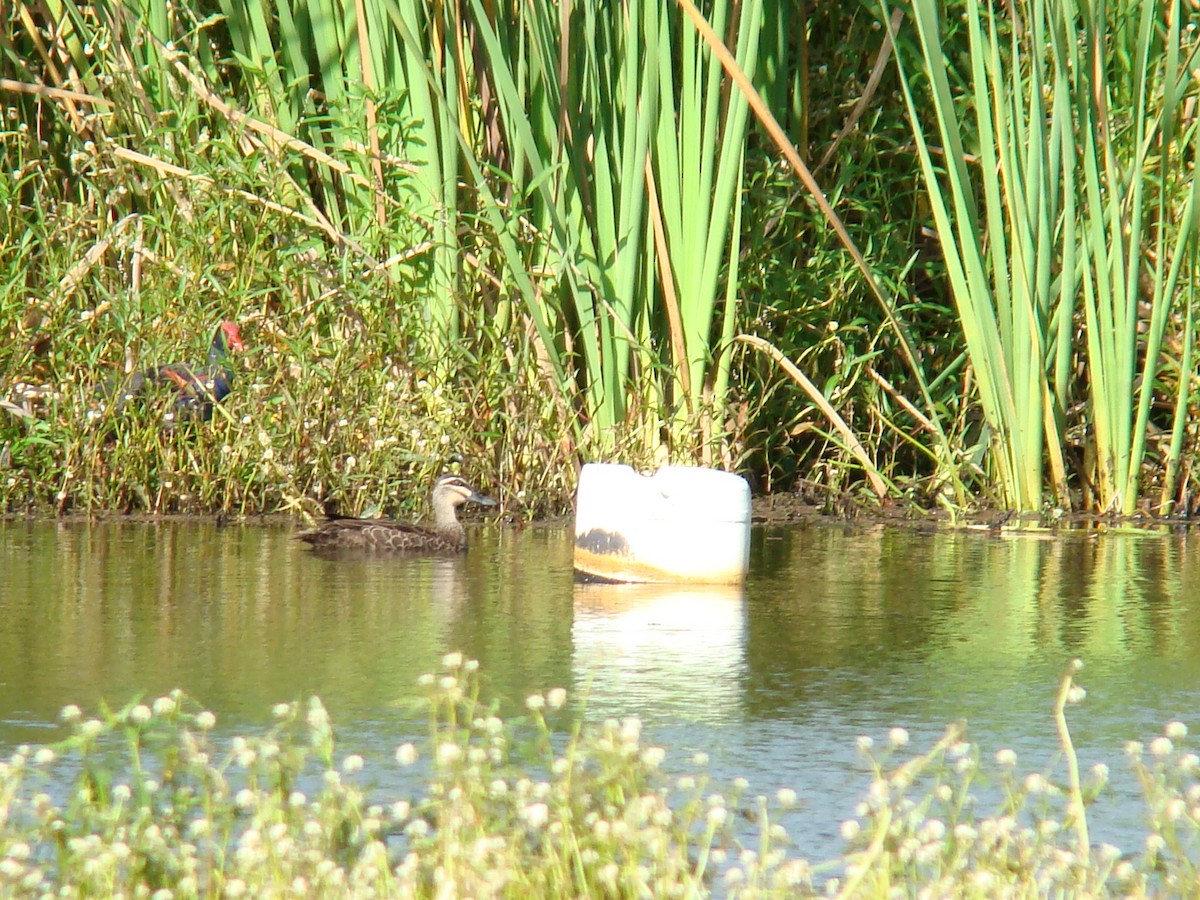 Pacific Black Duck - Anonymous