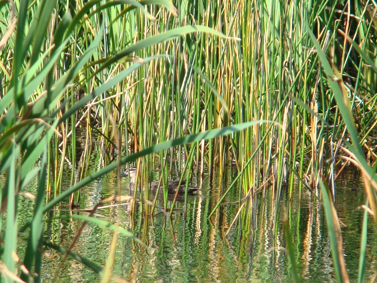 Pacific Black Duck - Anonymous