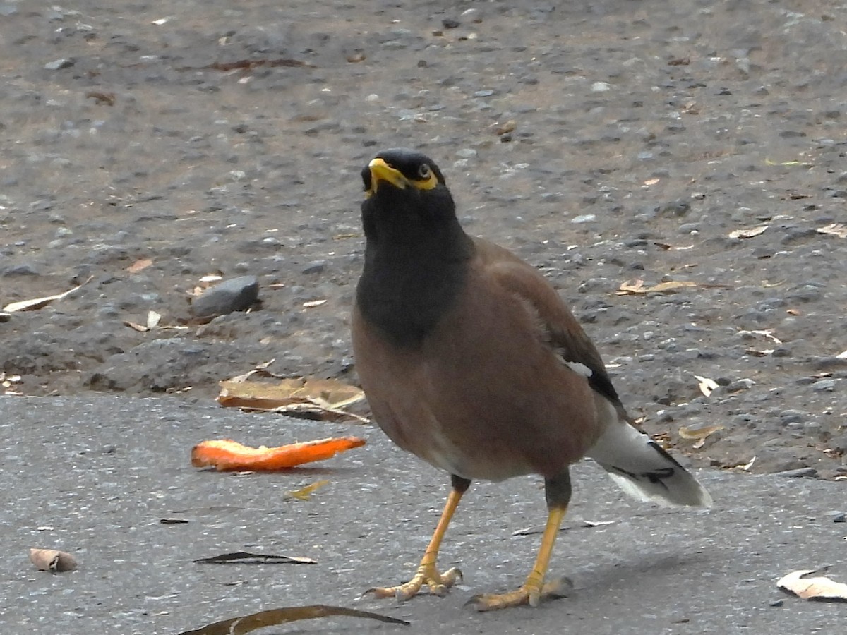 Common Myna - ML613208261