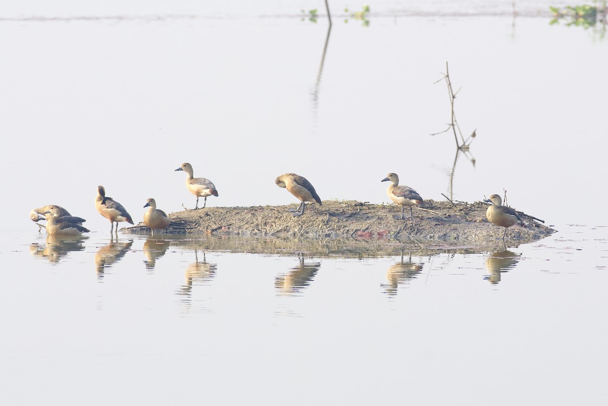 Lesser Whistling-Duck - ML613208267