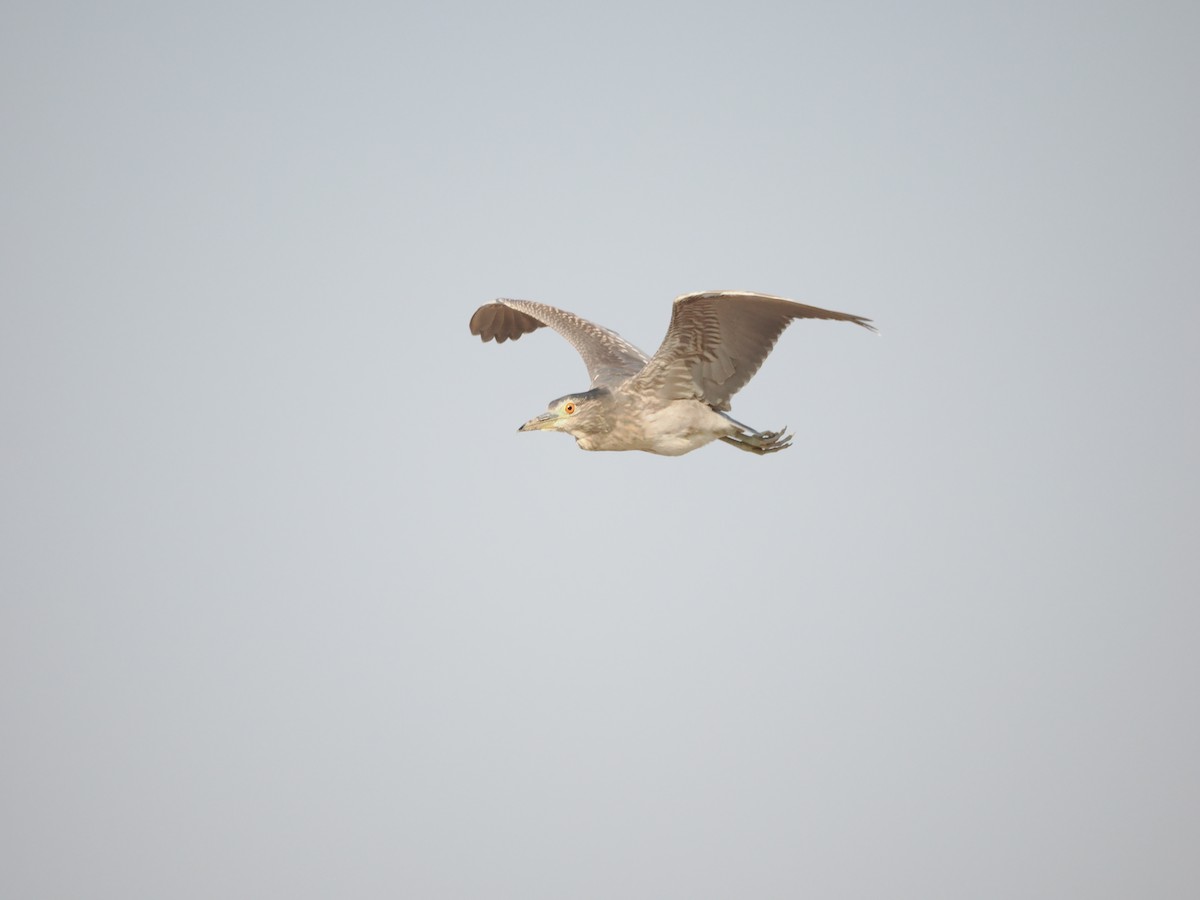 Black-crowned Night Heron - ML613208285