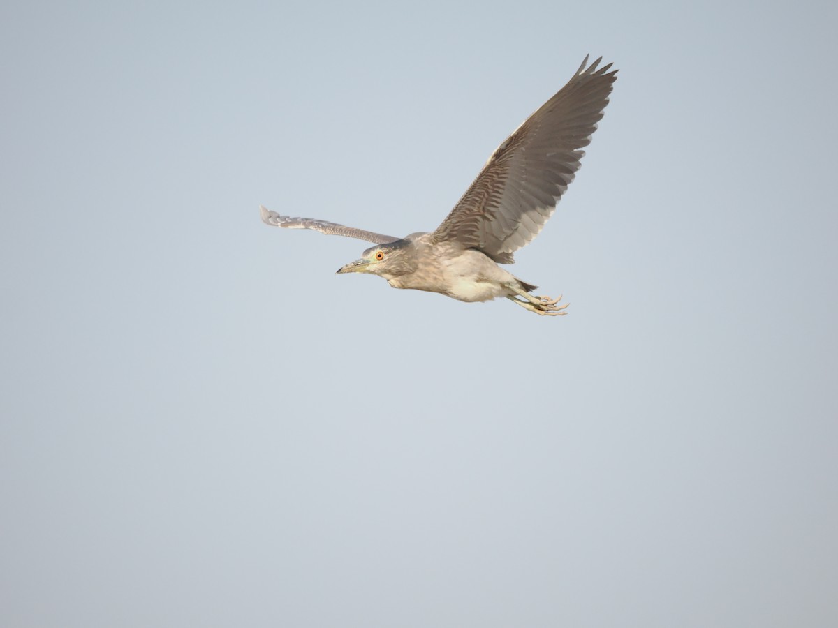 Black-crowned Night Heron - ML613208286