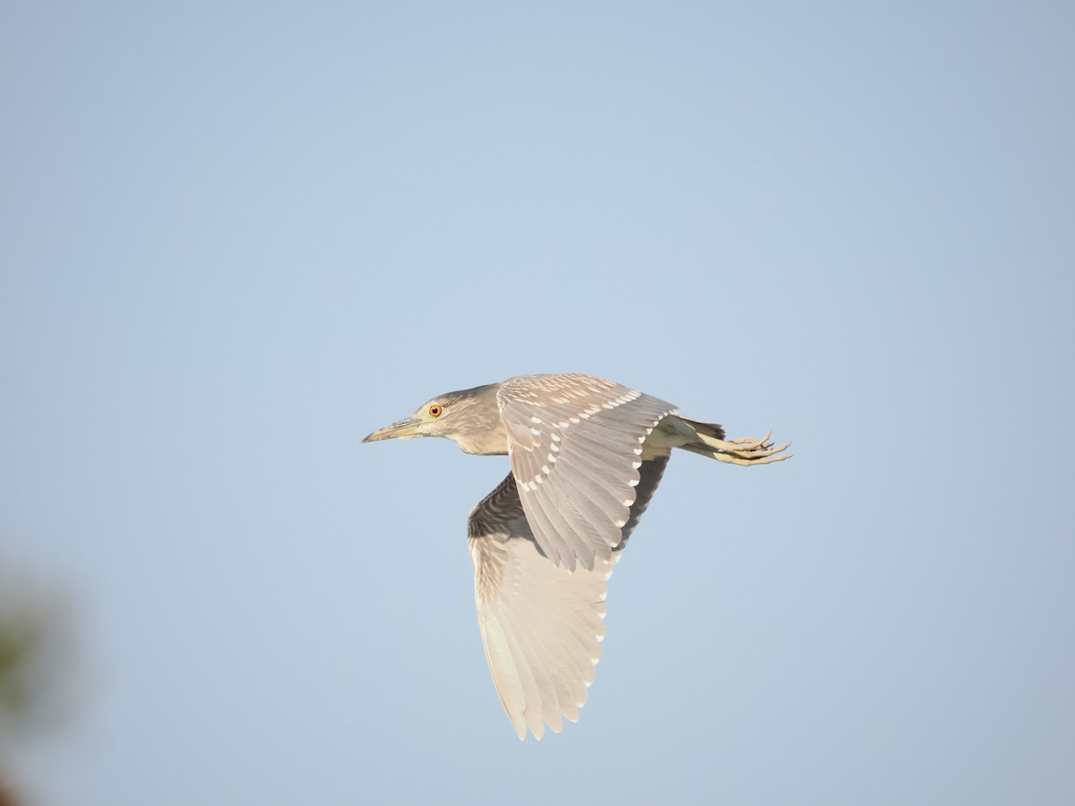 Black-crowned Night Heron - Yawei Zhang