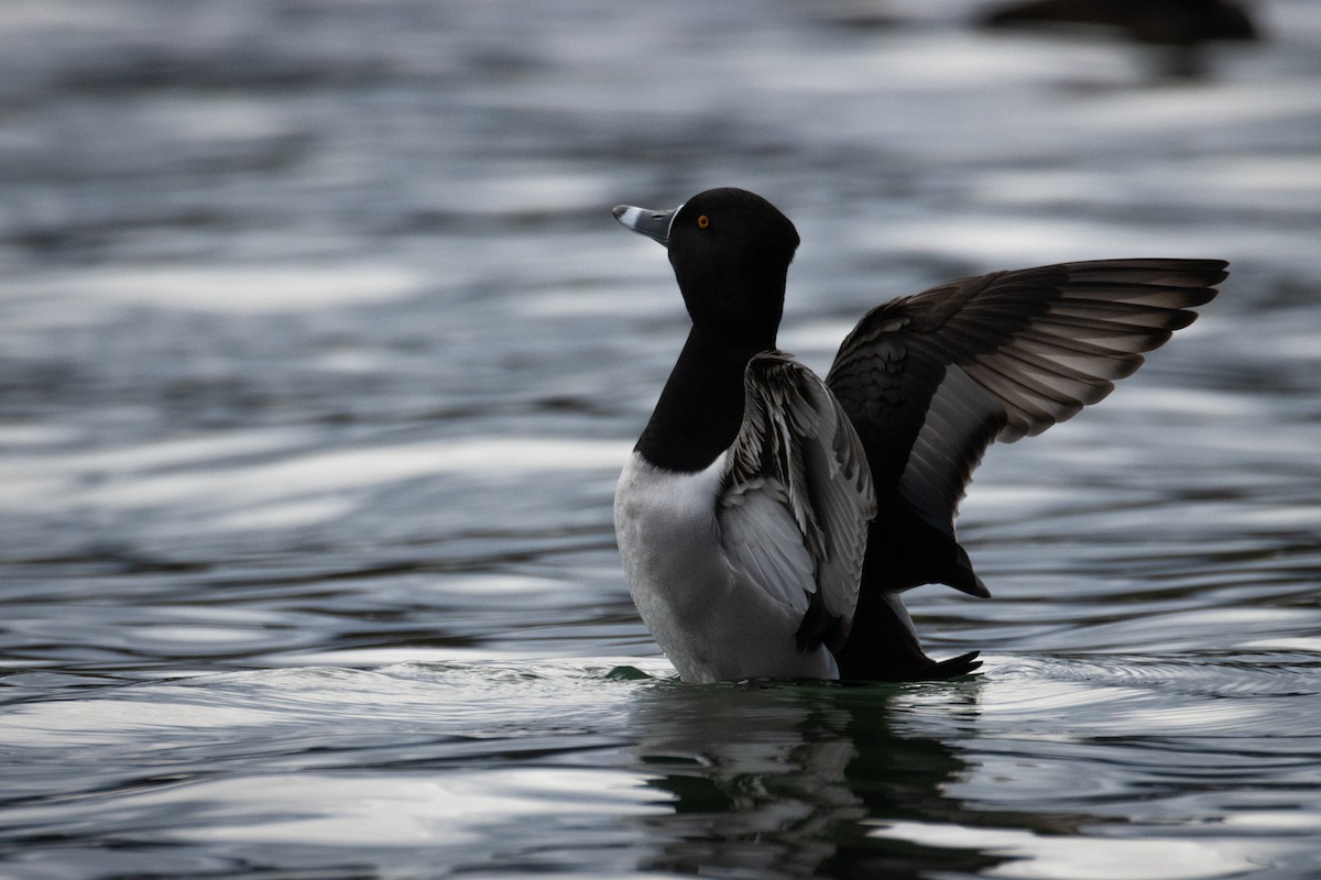 Ring-necked Duck - ML613208327