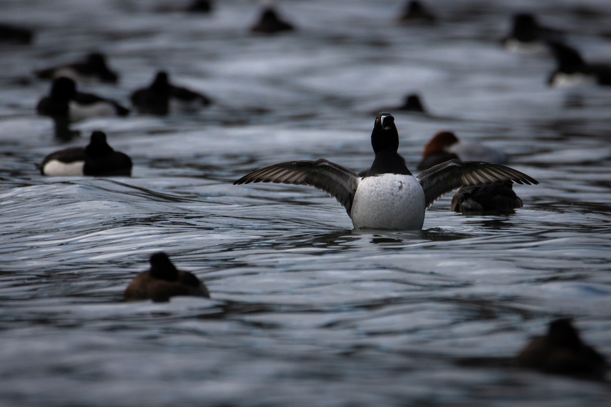 Ring-necked Duck - ML613208328