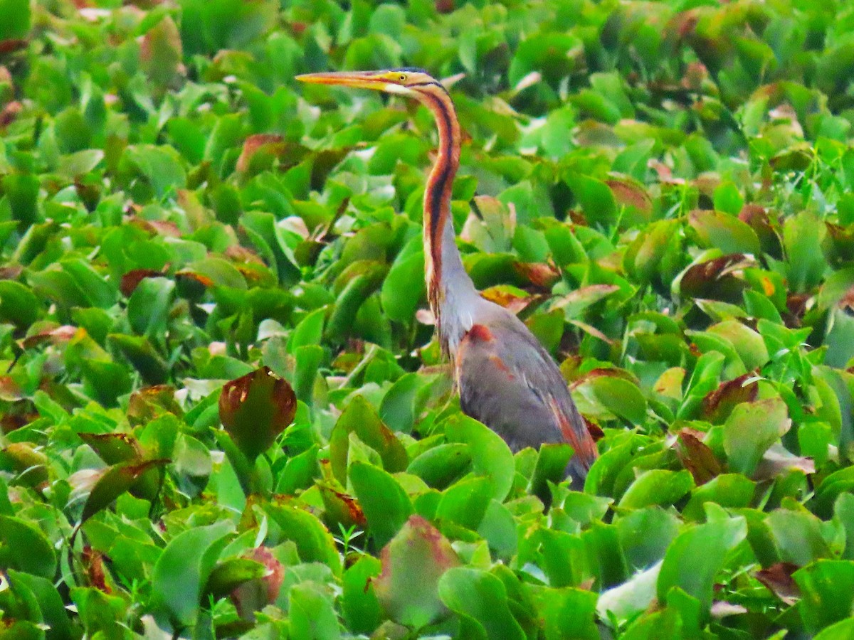 Purple Heron - ML613208337