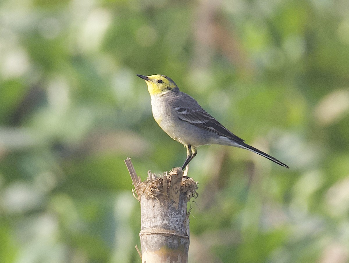 Citrine Wagtail - ML613208350
