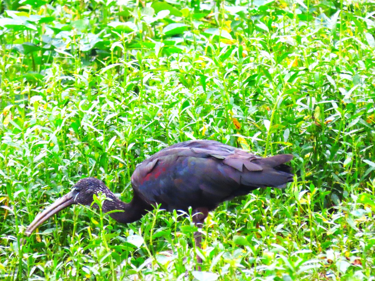 Glossy Ibis - ML613208351